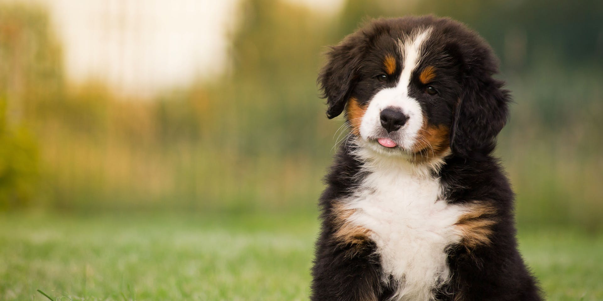 Bernese Mountain Dog Names TrustedHousesitters